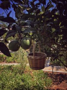 Patmos Villas Patmos Greece