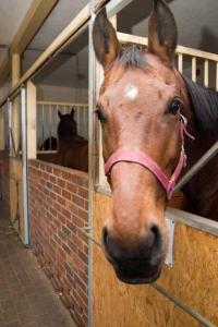 Hotel i Restauracja Borowianka