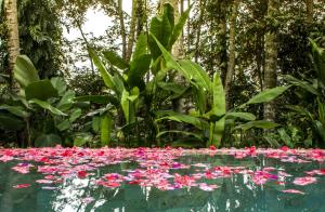 Jalan Subak Sala Banjar Sala, Ubud, Bali, Indonesia.