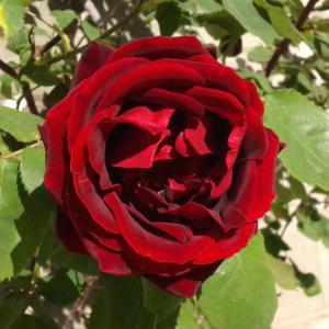 LA SERENELLA West Wing