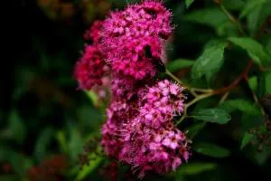 Apart Ladner - 湖城