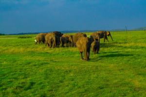 sigiriya flower guest