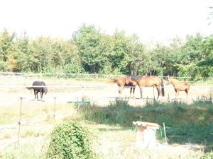 B&B / Chambres d'hotes Le Marais Picotin : photos des chambres