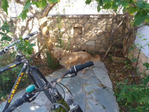 Antonia's House with Free Bikes Aegina Greece