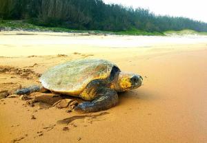 Afrikhaya Guest House