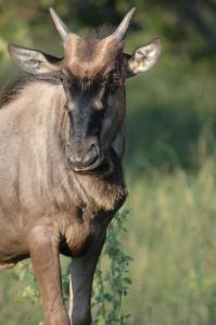 Fugitives Drift Guest House