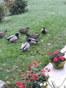 B&B / Chambres d'hotes La mare aux canards : photos des chambres