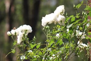 Avoca Park Equestrian Farmstay