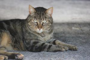 Avoca Park Equestrian Farmstay