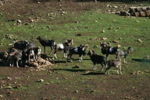 Apartamentos mirasierra plaza