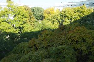 Over The Trees