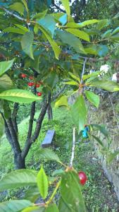 La casa del girasole