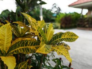 Deva Garden Resort