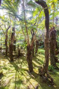 Hale Mauna Loa Upper Level with shared Hot Tub