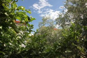 Holiday house with a parking space Orebic, Peljesac - 9482