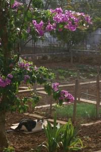 Apartments by the sea Seget Vranjica Trogir 1036