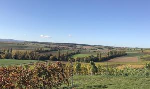 Pension und Weingut Hirschhof