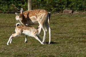 Maisons de vacances LA FERME des DAIMS : photos des chambres