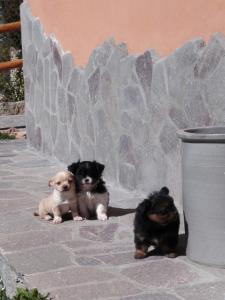 Hotel Miramonti Seulo Turismo Rurale img77