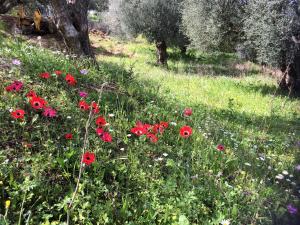 Hakuna Matata Holidays Calida with pool in Greek Olive Grove Messinia Greece