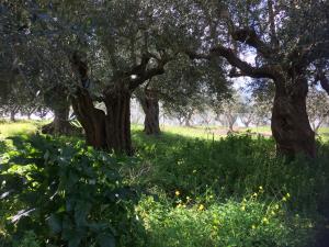 Hakuna Matata Holidays Calida with pool in Greek Olive Grove Messinia Greece