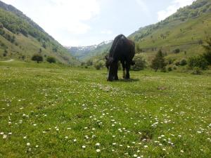 Auberges Gite de montagne du Plateau de Lhers : photos des chambres