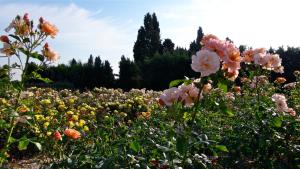 B&B / Chambres d'hotes Mas des Figues #PhilippeArtist #certifiebio #certifiedorganic #potagerbio #huiledolivebio #mediterraneandietbrunch #homemadecooking #biodiversity #roseraie #ecologicalgarden #agritourism #ecotourism #farmstay #guesthouse #saintremydeprovence #Alpilles : photos des chambres