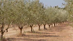 B&B / Chambres d'hotes Mas des Figues #PhilippeArtist #certifiebio #certifiedorganic #potagerbio #huiledolivebio #mediterraneandietbrunch #homemadecooking #biodiversity #roseraie #ecologicalgarden #agritourism #ecotourism #farmstay #guesthouse #saintremydeprovence #Alpilles : photos des chambres