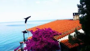 Acrogiali Sunshine - 希维利