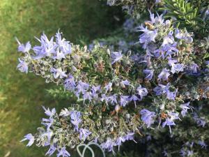 Appartements Residence Petradoru : photos des chambres