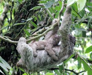 Jacobin Hostel & Cabins