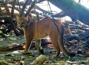 Jacobin Hostel & Cabins