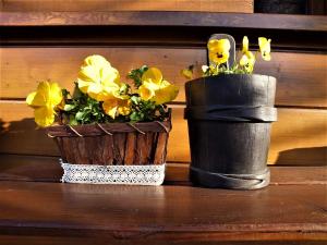 Sumówko Leśne Siedlisko