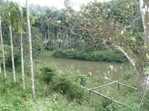 Coorg 4 Cs Little Paradise