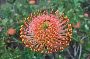 Pumula Lodge 4 Star Guesthouse Knysna