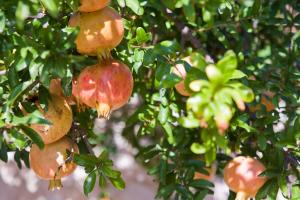 Agathes Traditional Houses