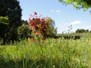 B&B / Chambres d'hotes Holzhaus : photos des chambres