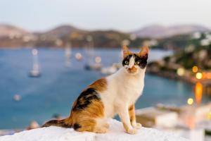 Asterias Leros Greece