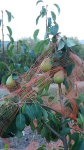 Agriturismo Sa Mendhula img76