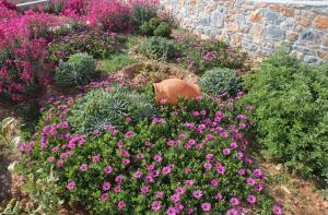 Villa Meltemi Irakleia-Island Greece