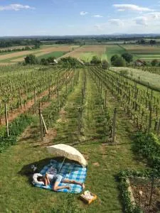 Vineyard Living - Filovci