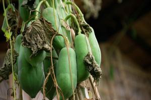 Battambang Dream Bungalows