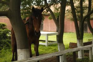 Hotel Haras Casacampo