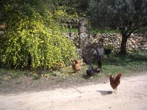 L Oliveraie De Plérimond