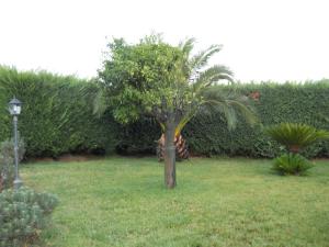 Oasi Verde