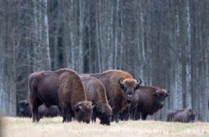 Białowieski Raj