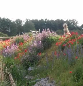 Ferienhaus mit Reetdach und Seebli