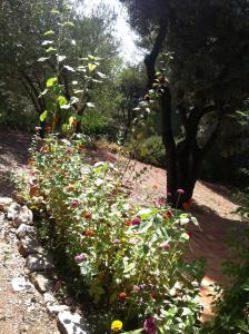 B&B / Chambres d'hotes B&B Le Niaouli : photos des chambres