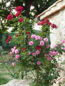 Agriturismo La Segolina