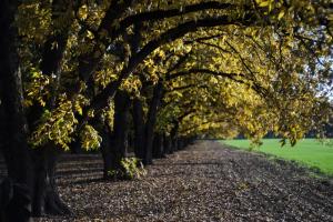 חווה של דני